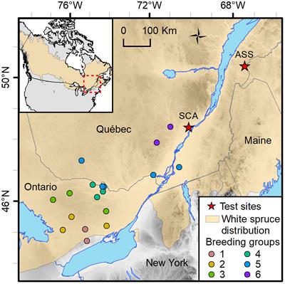 Increasing genomic prediction accuracy for unphenotyped full-sib families by modeling additive and dominance effects with large datasets in white spruce